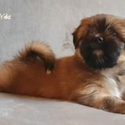 KUNSANG The Tibetan Pride (FCI)