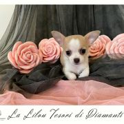 La Lilou Tesori di Diamanti 