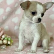 La Lilou Tesori di Diamanti 