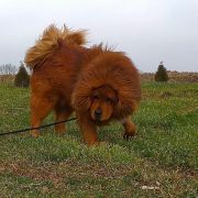 LABRYS Guard of Tibet (FCI) 2