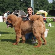 LABRYS Guard of Tibet (FCI) 3