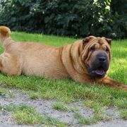 Lady Blu Marino Molosy Dobrońskie 