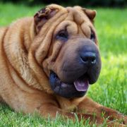 Lady Blu Marino Molosy Dobrońskie 3