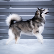 LAFAYETTE LUI OD LEDOVE KRALOVNY