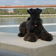 Lakki Kerri CASSIOPEIA FCI 