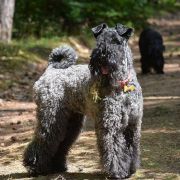 Lakki Kerri CASSIOPEIA FCI 3