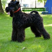 Lakki Kerri CASSIOPEIA FCI 2