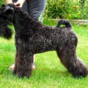 Lakki Kerri CASSIOPEIA FCI 4