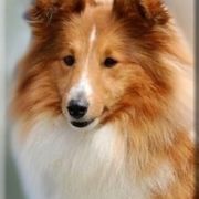 LAMBADA LOHRIEN Fervidus 2