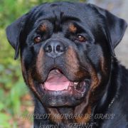 LANCELOT MORGAN ge GRASS