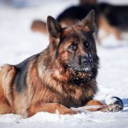 Lara z Kaliszkowickiej Wieży 