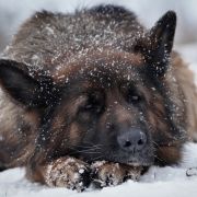 Lara z Kaliszkowickiej Wieży 