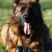 Lara z Kaliszkowickiej Wieży 