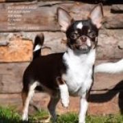 Laschihoff’s IRON MEN VOLPINO MINI