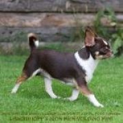 Laschihoff’s IRON MEN VOLPINO MINI 2