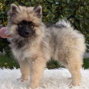 LAUDOMIA Shaggy Fluff