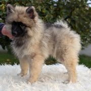 LAUDOMIA Shaggy Fluff