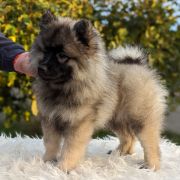 LAVINIA Shaggy Fluff