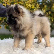 LAVINIA Shaggy Fluff