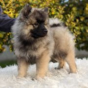 LAVINIA Shaggy Fluff