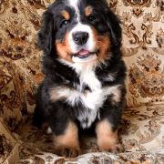 LAZUR Bernese Crew