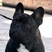 LE MERVEILLE Belle et la Bete