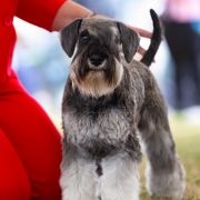 Lelia Wise Lord Lija Fci