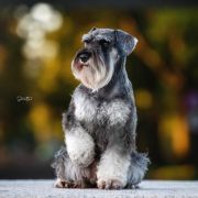 Lelia Wise Lord Lija Fci