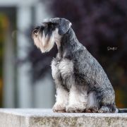 Lelia Wise Lord Lija Fci