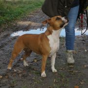 LENA Bellator & Bull