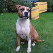 LENA Bellator & Bull