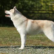 Let Me Be Your Dream Gandalf White aka Барни