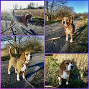 LILAC SKY Królewska Zgraja