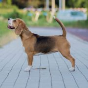 LILAC SKY Królewska Zgraja 3