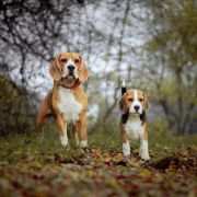 LILAC SKY Królewska Zgraja 4