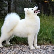 LILY OF THE VALLEY Princesof the Universe