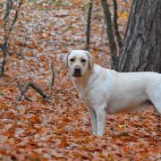 LIMITED EDITION HERBU ZADORA 4