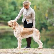 LIMONCELLO CHAMPAGNE COCTAIL z Niedźwiedziej Jamy