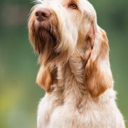 LIMONCELLO CHAMPAGNE COCTAIL z Niedźwiedziej Jamy