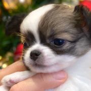 Limoncello Tesori di Diamanti 