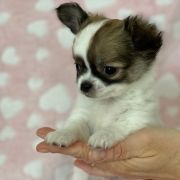 Limoncello Tesori di Diamanti 