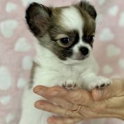 Limoncello Tesori di Diamanti 