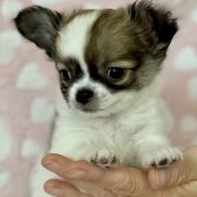 Limoncello Tesori di Diamanti 