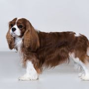 LITTLE GUNS Agness Angels