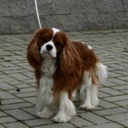 LITTLE GUNS Agness Angels 2