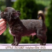 LITTLE MOZART Volpino-Mini 4