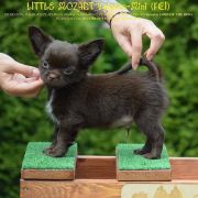 LITTLE MOZART Volpino-Mini 2