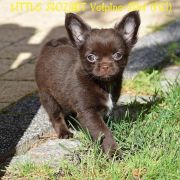 LITTLE MOZART Volpino-Mini 3