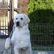 LITTLE TUSCANY JACOB'S PARADISE FCI