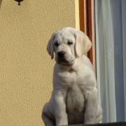 LITTLE TUSCANY JACOB'S PARADISE FCI